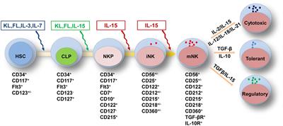 Developmental and Functional Control of Natural Killer Cells by Cytokines